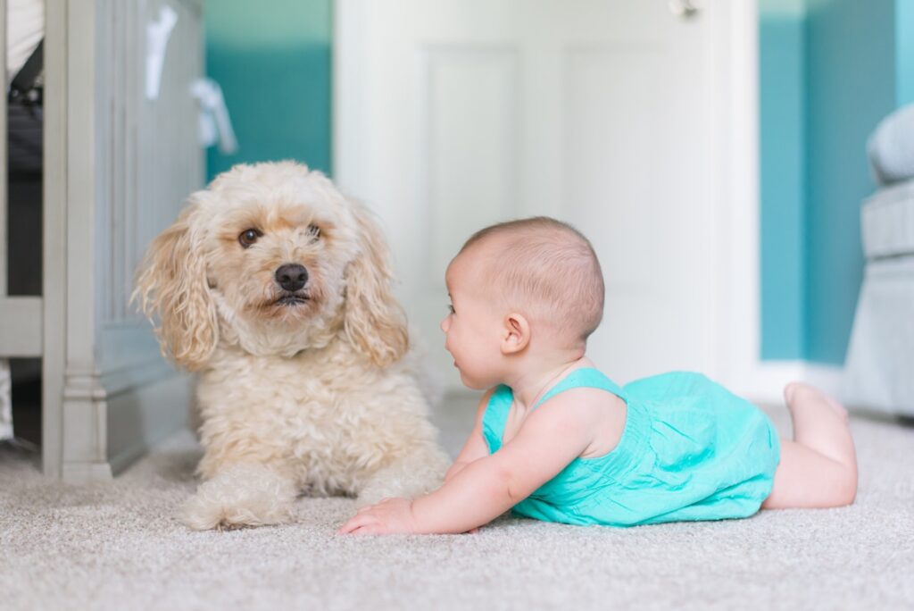 Carpet Cleaning